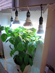 12 week carmen pepper - raised light bar a bit with styrofoam