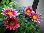10 week gazanias, both blooming. Brachychome has buds, maybe.