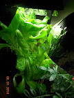 10 week lettuces, need replanting - biggest one has gone bitter.