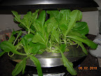 6 week bibb lettuce - needs attention.