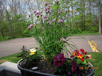 Chives in bloom. :)