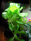9 week lettuces.