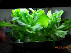 5 week bibb lettuce