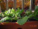 greens growbox 1, mustard greens front