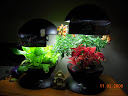 10 weeks coleus/snaps, 2.5 weeks greens