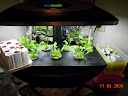 Planting day, greens right. Pro100 salad series, coleus & stevia to left