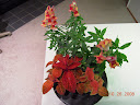 9 weeks - out of AG for a better look at the coleus