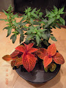 outside the mini, better shot of the coleus