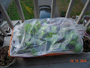 last time I greenhoused them - some bent sticks & a transparent trash bag