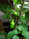 2 peppers, smaller than a fingertip