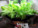 3 week first harvest time for latest pro100 salad