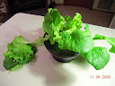 3-week harvest, heatwave lettuce (romaines), simpson elite, mustard greens 