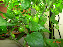 12.5 weeks, nicely productive mini red bell, ~20 fruit + still flowering.