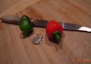 14.5 weeks: picked a "yellow" and red mini stuffing pepper