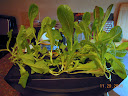 5.5 weeks: retired kitchen lettuce garden
