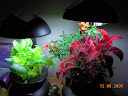 15 weeks coleus&snaps, 8.5 weeks greens