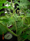 1 week after top-pruning, kibits new branches are extensive.