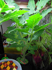5 weeks roma tomato