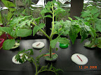 3.5 weeks kibits tomato post-pruning
