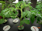 3.5 weeks kibits tomato pre-pruning.