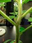 4 weeks - suckers detail on pruned kibits tomato