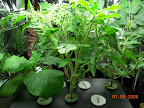 6 weeks eggplant-tomato garden (one week in Deluxe)