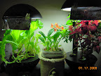 mini garden array