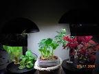 Mini row after adjustments (harvested & replanted lettuce, heavy prune & fluid replacement on snap-coleus).