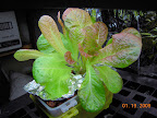 Day 2 bio-meter reading...note how red the young leaves are