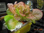 Day 6 bio-meter