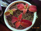Valentine's Day gift coleus from cuttings.