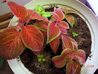 Houseplant project coleus.