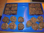 3 weeks: transplanting pansy seedlings to plastic inserts.