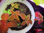 Coleus projects. Cutting vase to right.