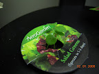 12-day-old snapdragons transferred to mini.