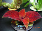 One of the gold-edged-red cuttings moved to salad mini.