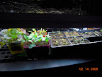 Seedling light shelf, now with partial heat mat