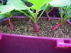 Radish stems split - suddenly grew too fast after added heat mat?