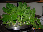 8 week bibb lettuce - about done (heads on stilts)