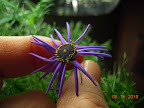 12 weeks, first brachychome flower. Not what I expected...
