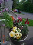 chives, pansies, snapdragon, stunted mediterranean trailing vinca