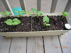 3 week bush beans