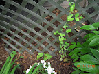Peas and pole beans