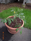 7 week sungold cherry tomato potted & delivered to Mom today - 4 flowers open