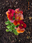 closeup, terra cotta flambe pansies
