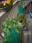 8 week brandy boy and tomande tomatoes. Flowers, but still possibly cold-damaged ones (small).