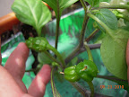 9 week mohawk pepper fruits. No first flower dropping on this pepper!