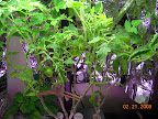 12 weeks tomatoes & eggplant - not happy with this garden. :(