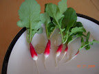 27 days - final harvest, radish batch one.