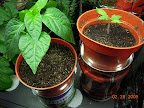 Seedlings responded well to 2 days on the Deluxe.